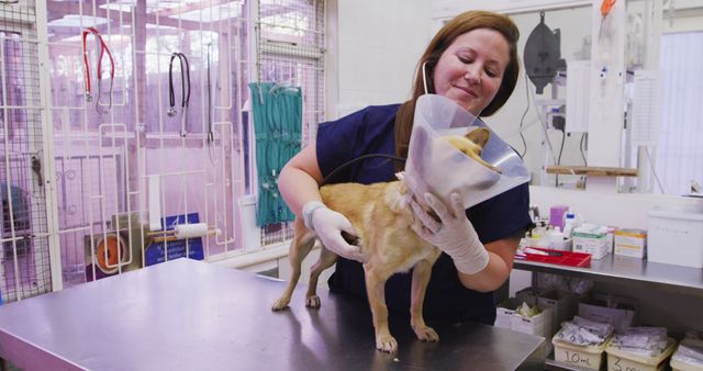 Veterinarian helps dog wearing Elizabethan collar on stainless steel table in light-filled clinic. Suitable for content on pet care, veterinary services, animal recovery, and canine health.