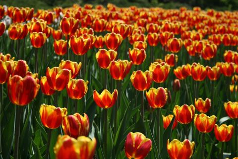 Vivid Red and Yellow Tulip Field Blooming Under Spring Sunlight for Floral Backgrounds