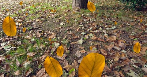 Autumn Leaves Falling Over Ground with Fallen Foliage - Download Free Stock Images Pikwizard.com