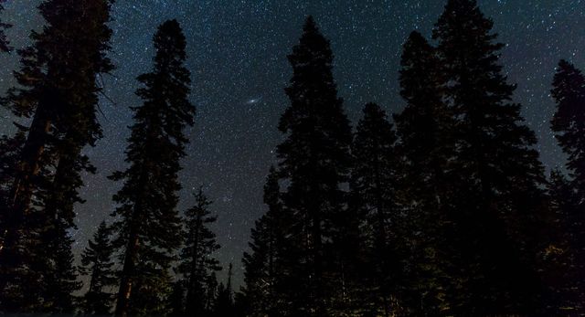 Tall trees silhouetted against a star-filled dark sky create a serene and calming mood. This image is ideal for use in travel blogs, outdoor and nature magazines, as well as websites focused on star-gazing, tranquility, and nighttime beauty.