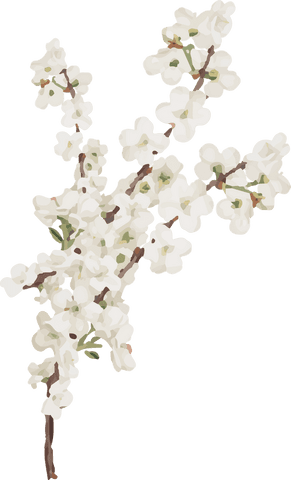 Elegant White Blossom Twig on Transparent Background