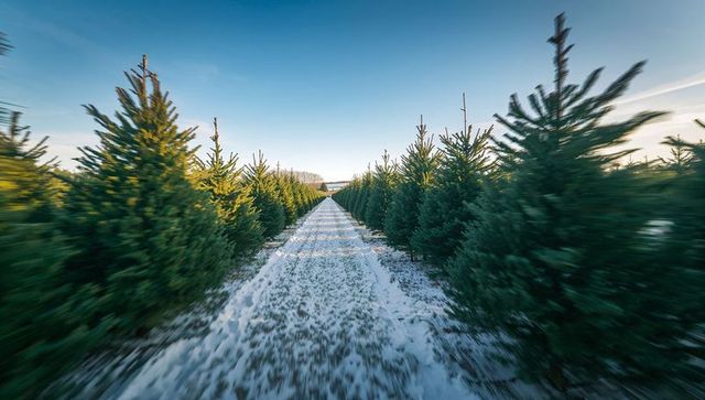 Winter Wonderland: Snow-Covered Path through Evergreen Tree Plantation