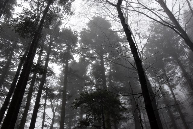 Trees covered in thick fog during early hours create a mysterious and atmospheric setting. Great for themes related to natural scenery, mood, environmental awareness, relaxation, outdoor exploration, and literature or film projects for eerie or dreamlike visuals.