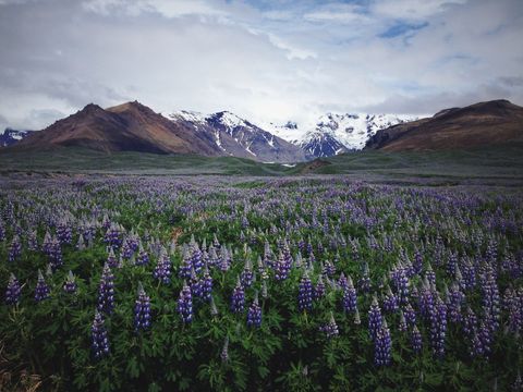 Vibrant lupine field under majestic snow-capped peaks