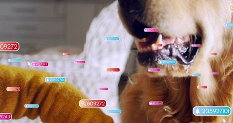 Golden retriever drooling close-up with floating ar notification tags and human touch