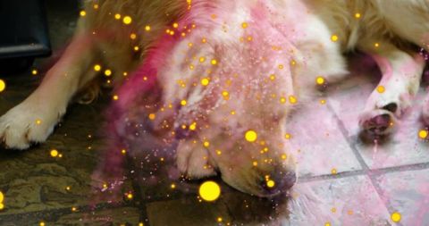 Golden Retriever Resting on Tiled Floor with Pink Powder and Golden Bokeh Light Orbs