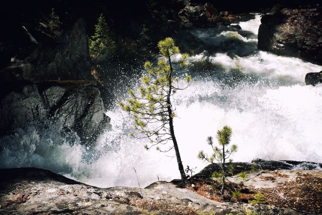This image showcases a breathtaking waterfall rushing over a rocky cliff, with a resilient tree standing strong in the foreground. Ideal for nature and adventure publications, travel brochures, and environmental campaigns highlighting the beauty and power of nature.