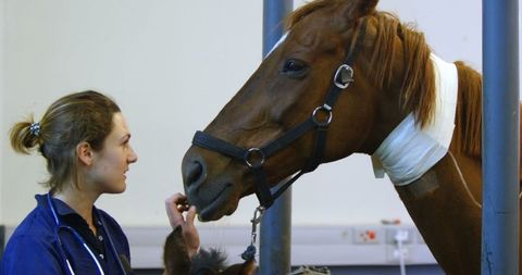 Animal surgeon caring for horse and foal in hospital setting