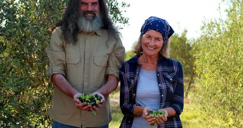 Smiling couple harvesting fresh olives in grove