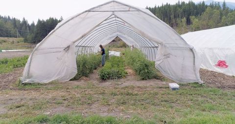 Young Woman Gardening Inside Greenhouse in Rural Farm - Download Free Stock Images Pikwizard.com
