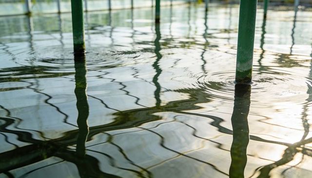 Green posts creating circular ripples with wavy reflections and metal pier lines