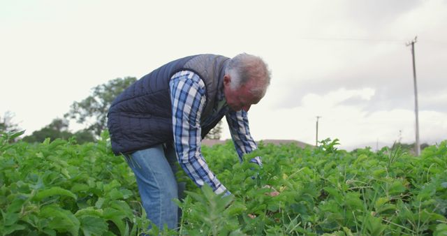 Senior Caucasian man examines plants in a field, with copy space. His expertise in agriculture is evident as he inspects the crop's health.