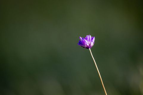 Solitary Purple Wildflower on Slender Stem against Soft Green Bokeh Background