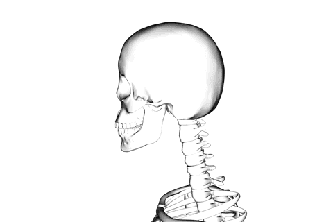 Transparent Skeleton Illustration on Invisible Background - Download Free Stock Videos Pikwizard.com
