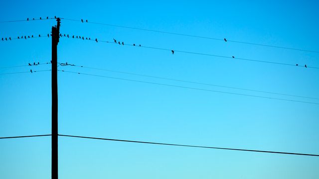 Flock of birds perching on utility wires against a clear blue sky creating a minimalist and serene feel. Ideal for concepts of tranquility, nature, and rural settings. Suitable for use in blogs, environmental campaigns, website banners, and relaxation themes.