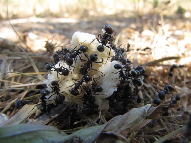 Close-up of Group of Ants Gathering on Food Outdoors - Download Free Stock Images Pikwizard.com