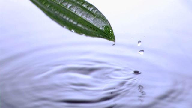 Green leaf dripping water in slow motion with ripples forming in calm water. This video is great for illustrating concepts of nature, tranquility, purity, and freshness. It can be used in wellness advertisements, environmental campaigns, meditative and relaxation promotional materials, and refreshing drink branding.