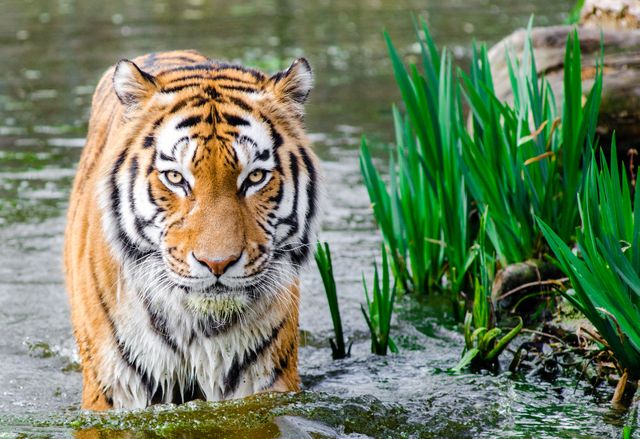 Capturing a majestic Bengal tiger walking through water in its natural habitat. Use for educational materials, wildlife conservation campaigns, nature photography showcases, and zoological studies to raise awareness about big cat conservation and the beauty of wildlife.