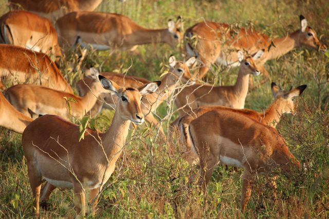 A herd of impalas grazing in their natural grassland habitat. Useful for wildlife-related articles, safari brochures, and educational content about African fauna.