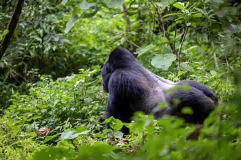 Silverback gorilla back view resting among dense green foliage in mountain rainforest