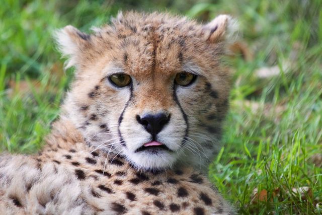 Close-Up of Cheetah Relaxing on Grass - Download Free Stock Photos Pikwizard.com