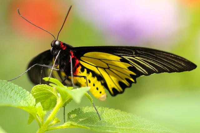 Close-up of a Giant Swallowtail butterfly perched on a green leaf with an out-of-focus colorful background. Excellent for nature-related content, educational materials, blogs about gardening or entomology, decorative prints, and biodiversity conservation campaigns.