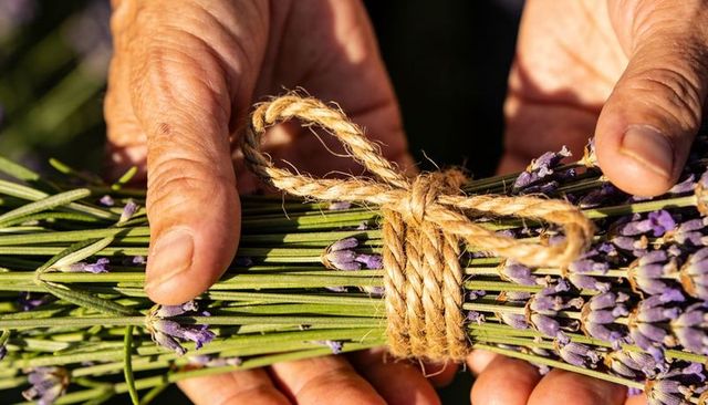 Wrinkled hands tying lavender bundle with jute twine in warm garden sunlight