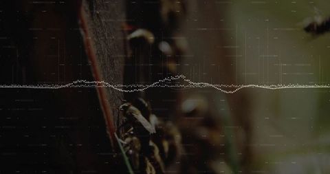 Bees close-up with digital waveform overlay