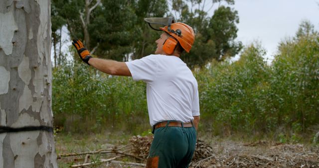 A lumberjack in a white shirt and safety gear, including an orange helmet and gloves, assesses a tree for cutting in a forest. They appear to be considering the best location for the cut, with surrounding green foliage visible in the background. Ideal for use in articles about forestry, environmental conservation, manual labor, and safety in logging.