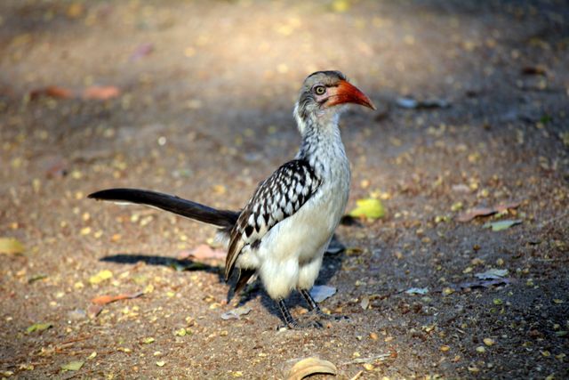 A red-billed hornbill is standing on the ground in its natural habitat. Its red beak stands out prominently against its grey and white feathers. Ideal for use in wildlife photography collections, nature and birdwatching blogs, educational materials on African wildlife, and environmental conservation campaigns.