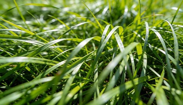 Low-angle grass blades catching sunlight, revealing glossy texture and flowing lines