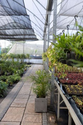 Hanging pots displaying trailing vines in shaded nursery aisle with seedling trays