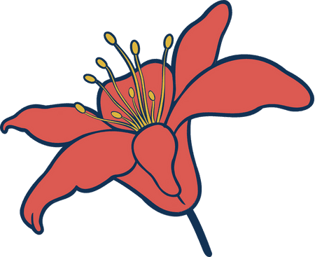 minimalistic red flower with curved petals on transparent background - Download Free Stock Videos Pikwizard.com