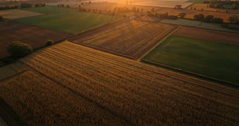 Drone Soars Above Golden Fields at Sunset
