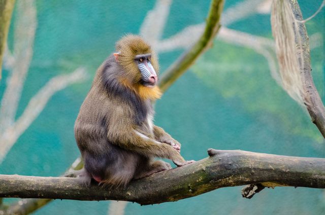 Mandrill sitting on a tree branch in its natural habitat, showcasing its vivid facial features. Ideal for use in educational content about wildlife, nature documentaries, and conservation efforts.