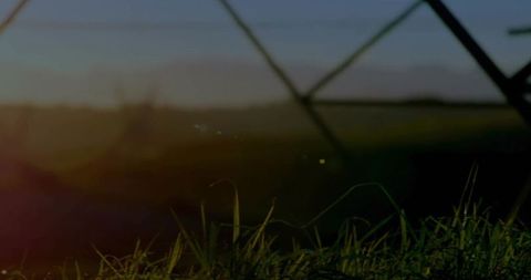 Blades of Grass Swaying in Evening Rural Landscape