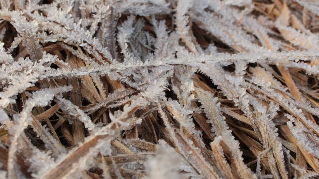 Frost-covered Grass with Hoarfrost in Winter Morning - Download Free Stock Photos Pikwizard.com