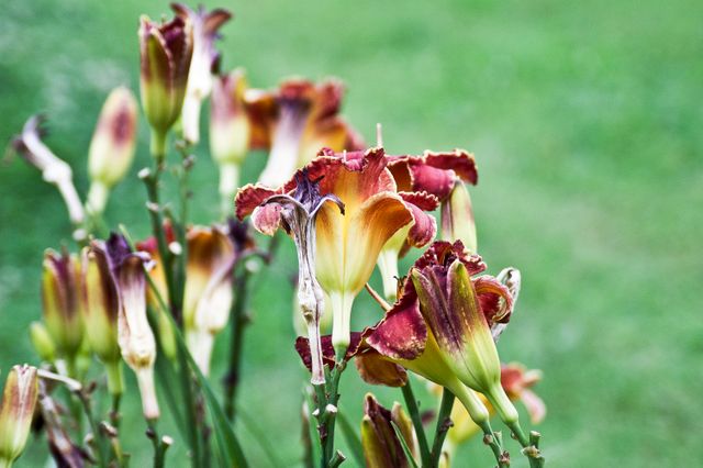 Stunning daylilies captured in full bloom with vibrant red and yellow petals, perfect for backgrounds, gardening blogs, florists, and nature-related promotions.