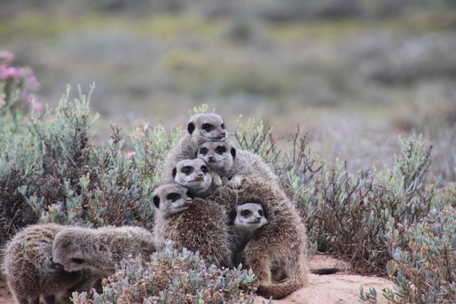 Group of Meerkats Huddling Together in Natural Habitat - Download Free Stock Photos Pikwizard.com