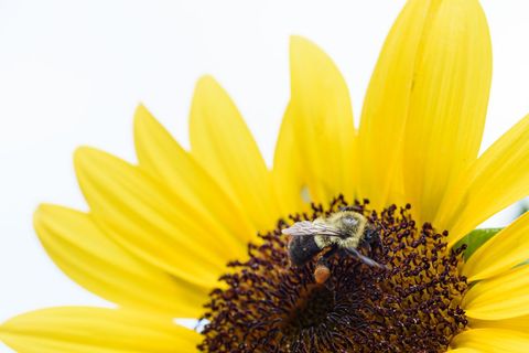Bumblebee pollinating bright yellow sunflower in bloom