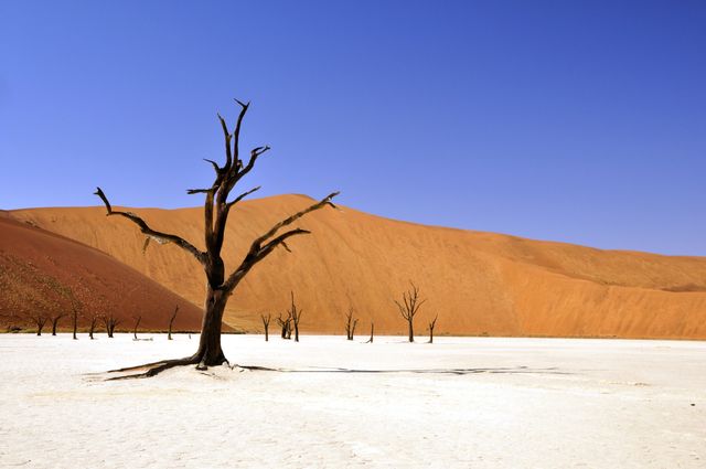 Dead Trees in Deadvlei Namibia Against Arid Desert and Blue Sky - Download Free Stock Photos Pikwizard.com