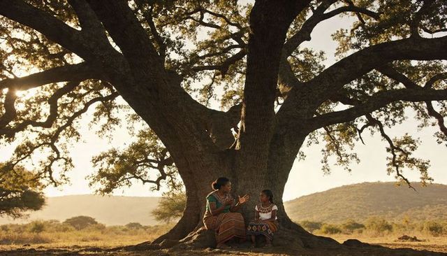 African mother and daughter sitting beneath massive tree in golden savanna light sharing moment