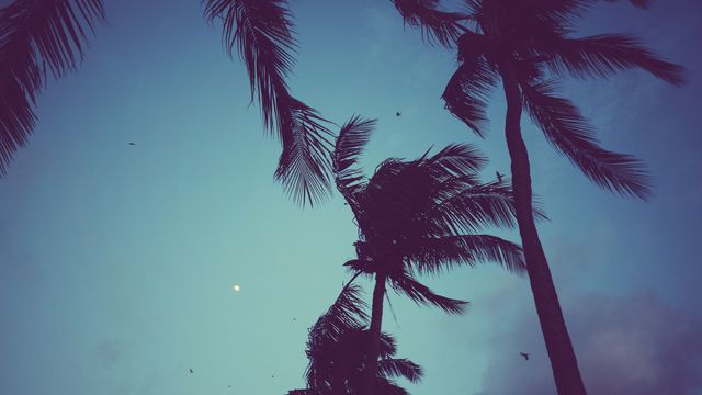 Palm trees in silhouette against a twilight sky with the moon visible. Ideal for concepts of tranquility, tropical vacations, nature, and peaceful environments. Versatile for use in travel brochures, relaxation advertisements, tropical themed decorations, and social media posts promoting calm and beauty.