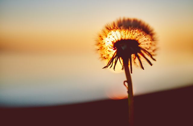 Dandelion at Sunset with Golden Glow - Download Free Stock Photos Pikwizard.com