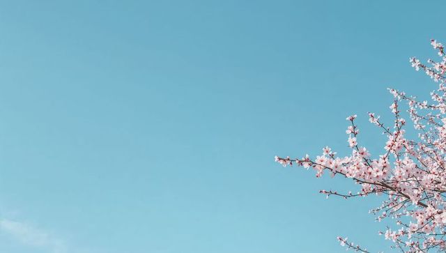 Cherry blossom branch against clear blue sky minimalist pastel spring background