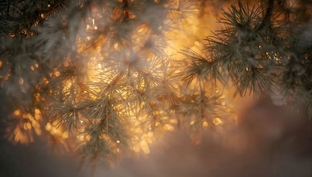 Golden backlit pine needles with dew droplets creating warm bokeh at sunset macro closeup