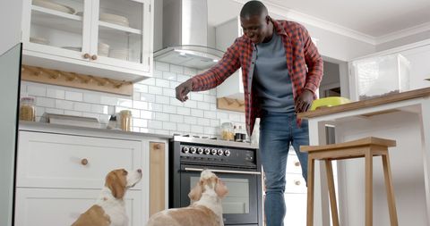 Man Feeding Pet Dogs in Modern Home Kitchen - Download Free Stock Images Pikwizard.com