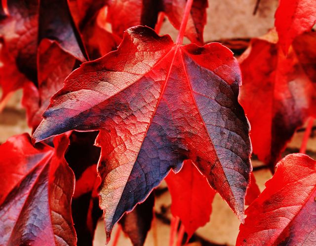 Close up view of Beautiful red autumn leaves. Autumn season concept 