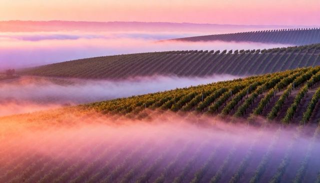 Morning Mist Weaving Through Terraced Vineyard Rows on Rolling Hills in Pastel Sunrise Light