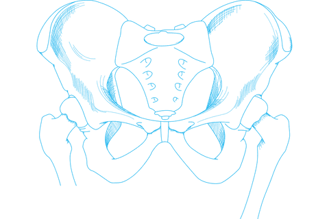 digital blue pelvis illustration on transparent background - Download Free Stock Videos Pikwizard.com